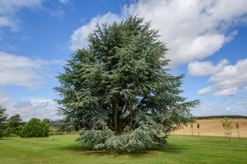 Newbury Farm Arboretum